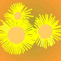 The author's version of van Gogh's Sunflowers